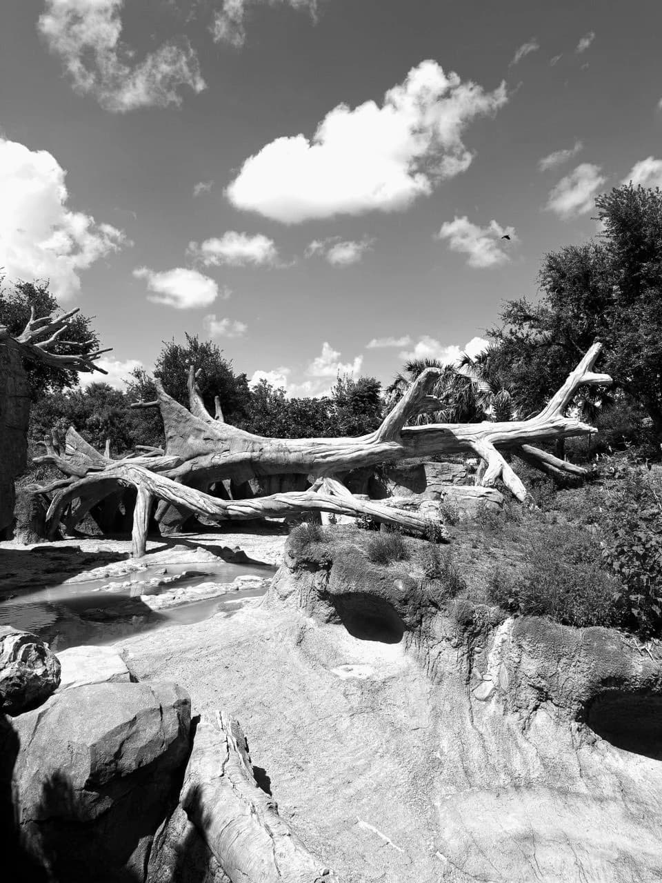 Houston Zoo by Zohreh Bakhshi