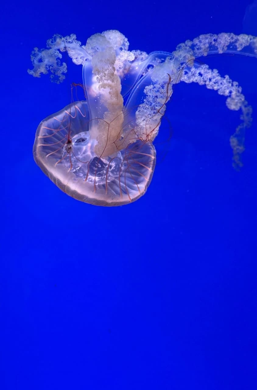 photo 2025-07-02 20-21-26 by Zohreh Bakhshi