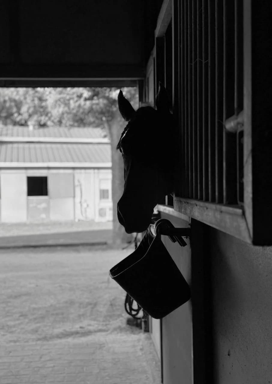 Horse in Ranch by Zohreh Bakhshi