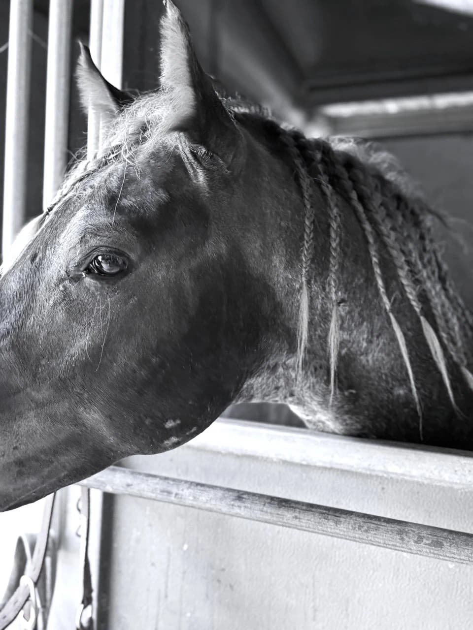 Horse in Ranch by Zohreh Bakhshi