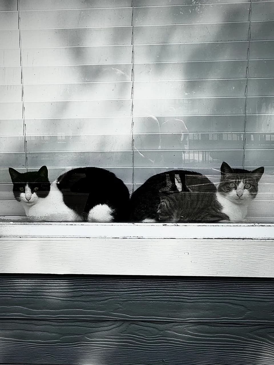 Cats by Zohreh Bakhshi