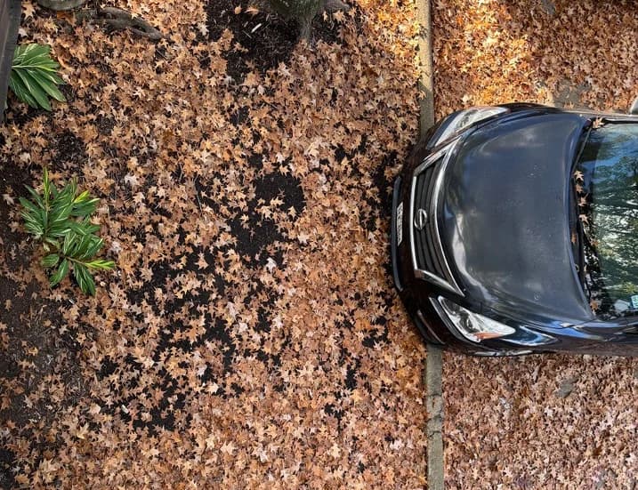 Car in the Leaf Fall