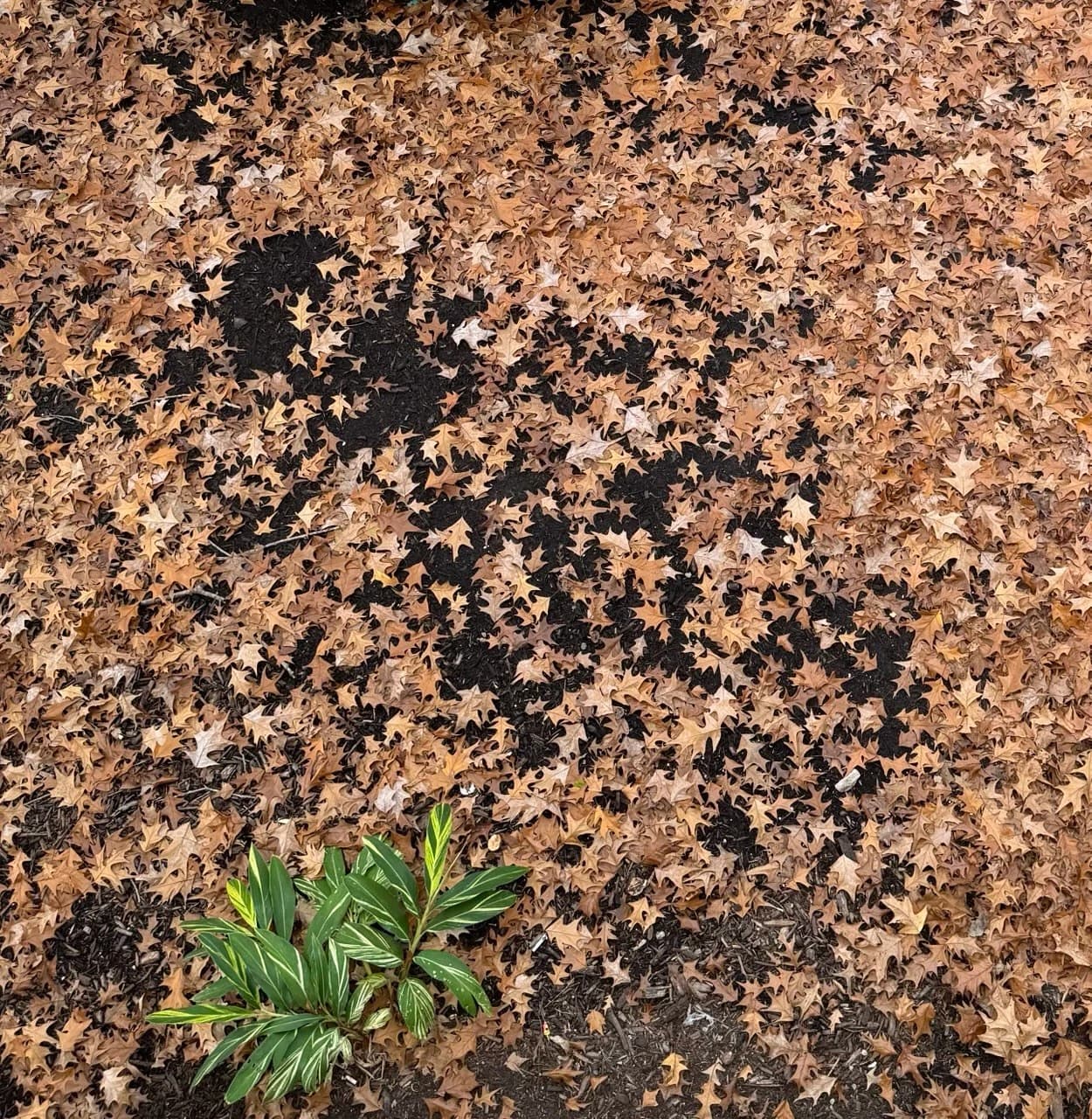 Leaves and a Small Plant